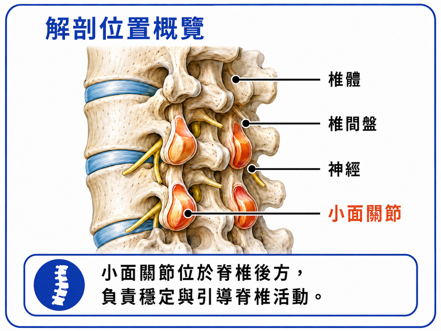 腰椎小面關節解剖位置